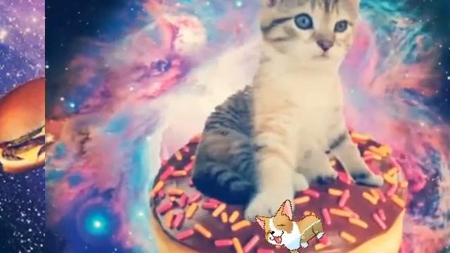 Космические котята ))) смотреть онлайн