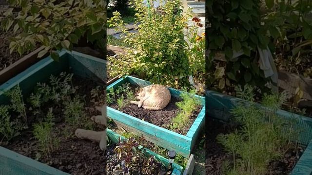 Зарисовки лета холодной осенью.