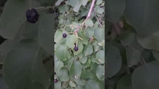 Папин пістолет в кармане шуба плащ и сапоги вот все мои наследство я принцеса із тайги. смотреть онлайн