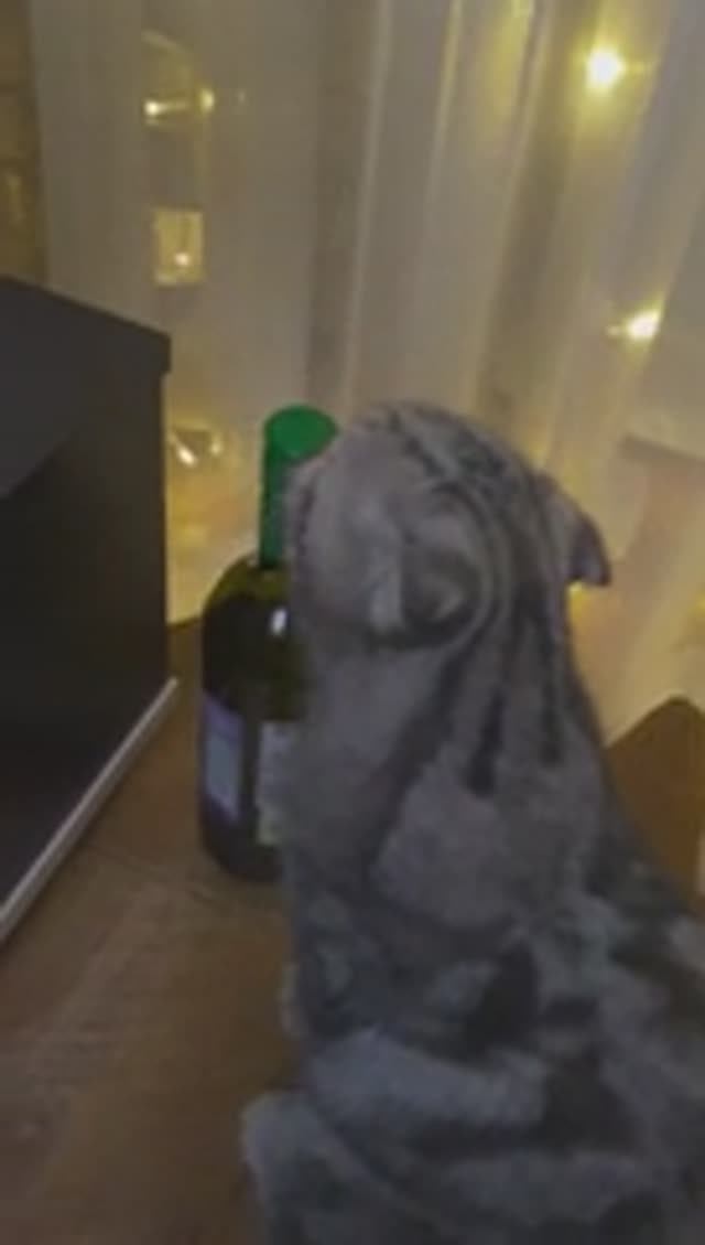 Коты алкаши. Cats are drunks. крутые коты за рулем. cool cats driving смотреть онлайн