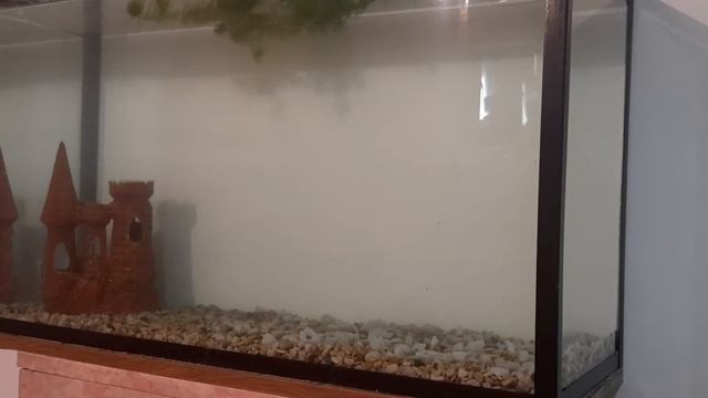 аквариум на 250 литров смотреть онлайн