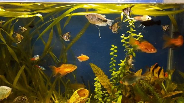 маленький обзорчик аквариумов смотреть онлайн