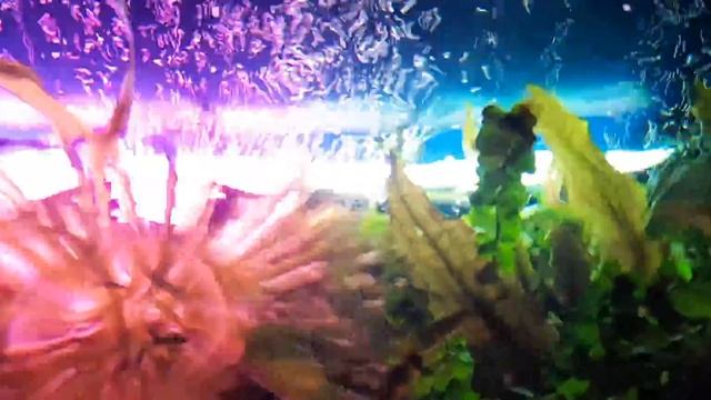 свет в аквариуме вечером смотреть онлайн