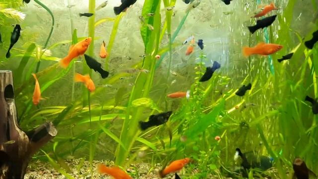 посадил криптокорину и валлиснерию смотреть онлайн