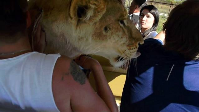 СМОТРИМ ЭКСКЛЮЗИВ !!! Львица Лола катается с телеканалом 'ВЕСТИ РОССИИ ' смотреть онлайн