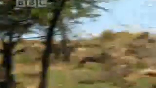 A Female Cheetah Uses a Warthog as Practice Prey for her Cubs | BBC Studios смотреть онлайн