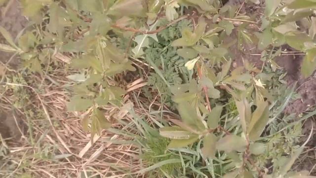 Весна, участок. Ни какой философии. смотреть онлайн