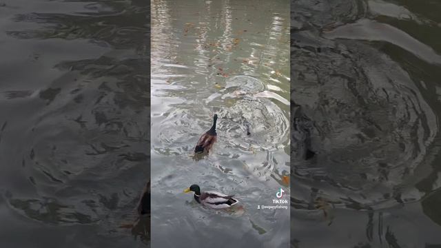 Прогулка по красивым местам! Животные смотреть онлайн