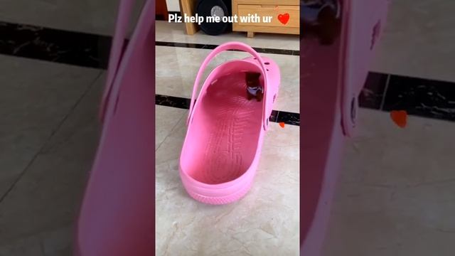 Omg! l am trapped Crocs. leave ur to help me out #cute #puppy смотреть онлайн