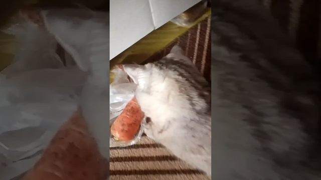 Машка болдеет от морковки🤣🐱 смотреть онлайн