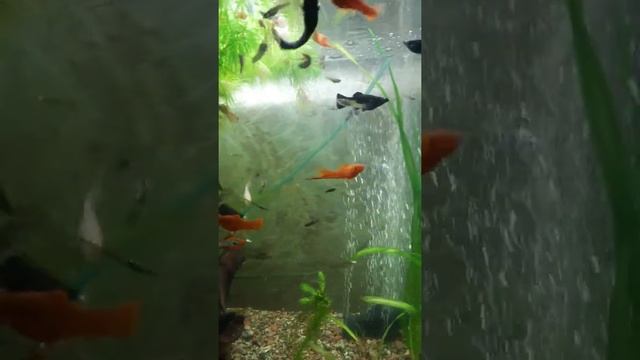 битва за корм смотреть онлайн