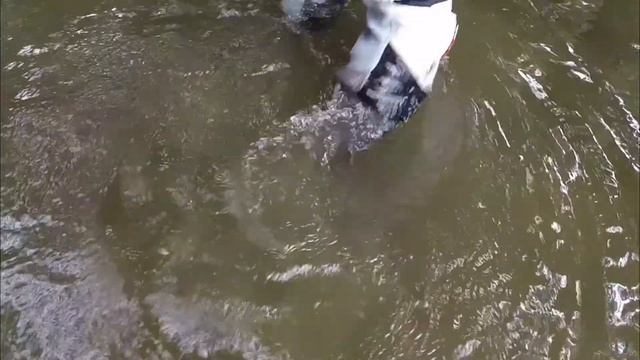 cleaning Puro+ after mudding смотреть онлайн