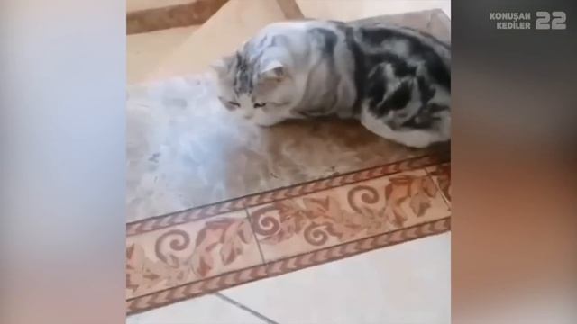 Konuşan Kediler 22 - En Komik Kedi Videoları