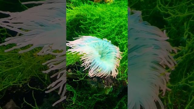 Нервы успокойте #short #helenlin1 #релакс #лечениемузыкой #shortsvideo