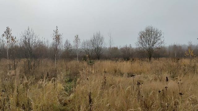 Altarmang - Saiph смотреть онлайн