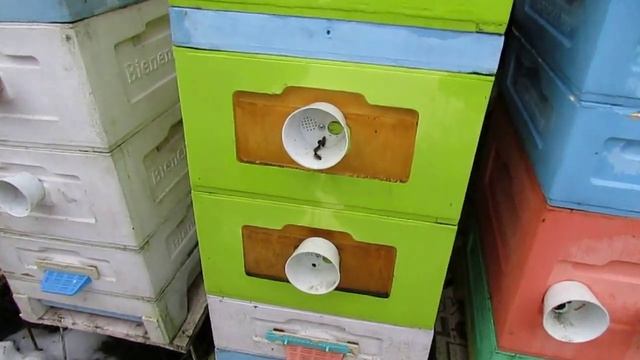 пчеловодство на ячейке 4,9 мм -часть 39, матки сестры зимуют на разной ячейке, 23.12.2023 смотреть онлайн