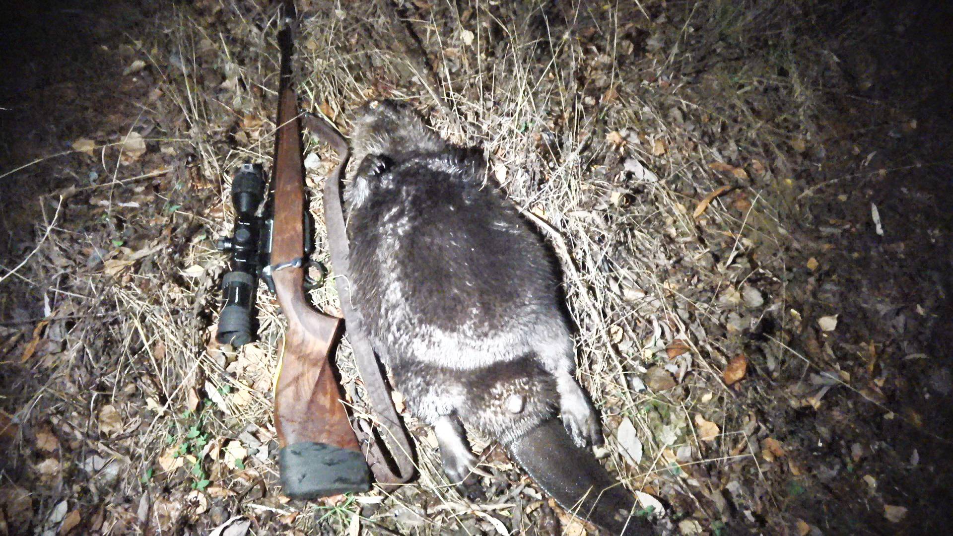 УДАЧНО ОТКРЫЛСЯ ПО ЗВЕРЮ. ВЫСТРЕЛ НА 185 МЕТРОВ. ОХОТА НА БОБРА С ПОДХОДА. смотреть онлайн