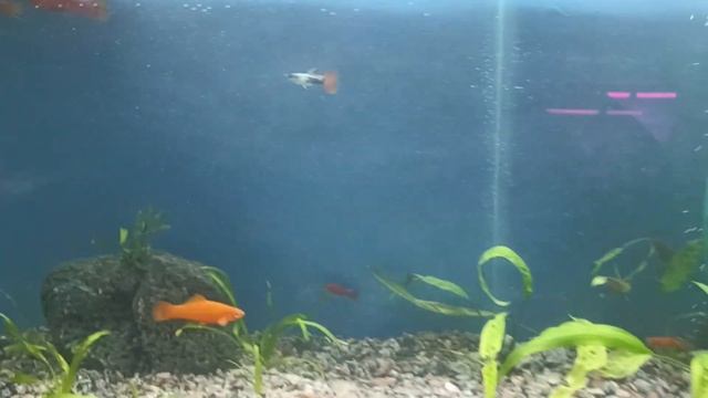 обзор изменений рыбьего дома смотреть онлайн