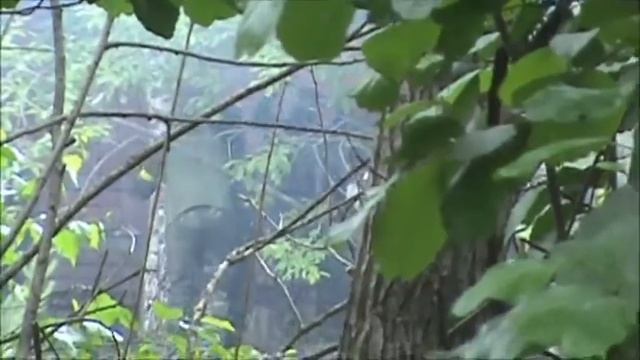 Небольшая нарезка попаданий из винтовки. смотреть онлайн