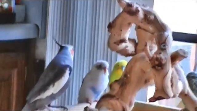 Sunny the Stalking cockatiel смотреть онлайн