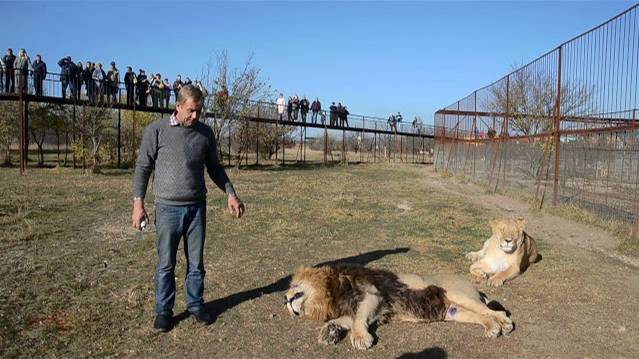 Интересная информация о пищеварении львов ! Сэм любит лечиться ! смотреть онлайн