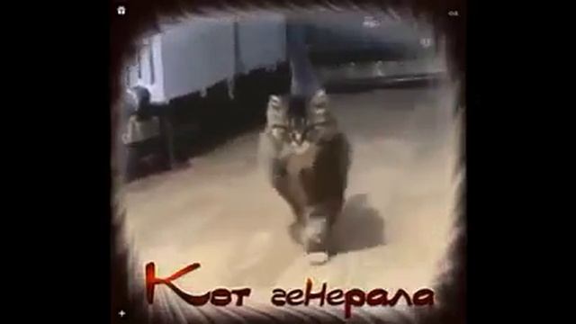 Кот генерала смотреть онлайн
