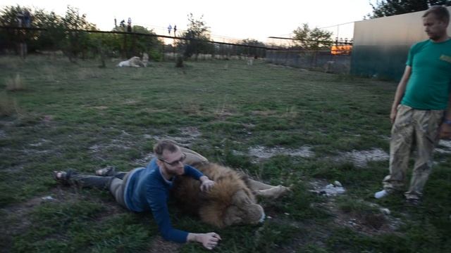 Львы Филя и Клава встречают гостей ! смотреть онлайн