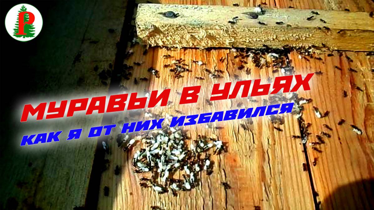 Как избавиться от муравьёв в улье смотреть онлайн