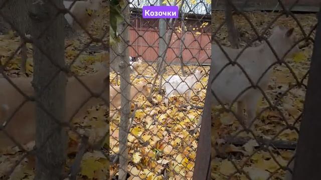 Козы на прогулке  в лесу#козы #животные #helenlin1 #обзор #shorts #shortsvideo #москва