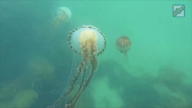 Top 10 Deadliest Animals On The Planet смотреть онлайн