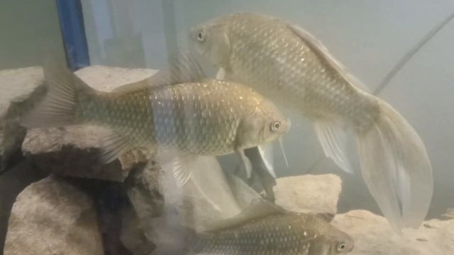 караси раки и ротан в аквариуме смотреть онлайн