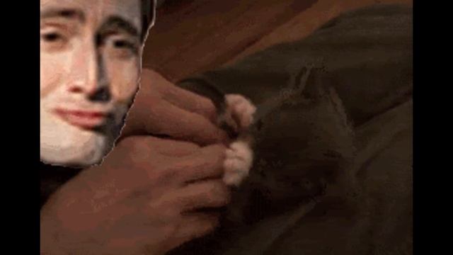 Tickle Cat GIF смотреть онлайн