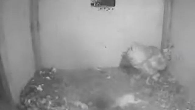Two prey drops in quick succession but what does MrsCBO do? - Barn Owl Trust, WildlifeTV смотреть онлайн