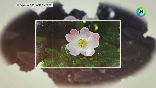 Евразия. Познаем вместе. Как правильно выбрать розы для посадки? смотреть онлайн