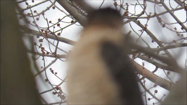 Super zoom!! Canon sx60 hand held test (hawk hunting,eating,prey)(moon) (plane) (eagle) смотреть онлайн