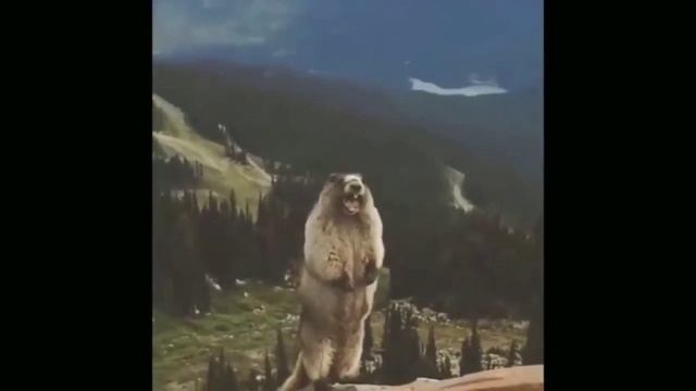 скример смотреть онлайн