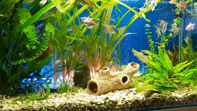 сделал про полку в аквариуме смотреть онлайн