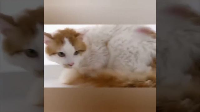 Смешные животные! смотреть онлайн