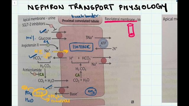RENAL || FIRST AID REVIEW || The 20th Notebook || HIGH YIELD NEET/NEXT/INI-CET/USMLE || смотреть онлайн