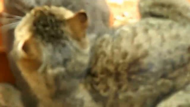 Мартовские коты. смотреть онлайн