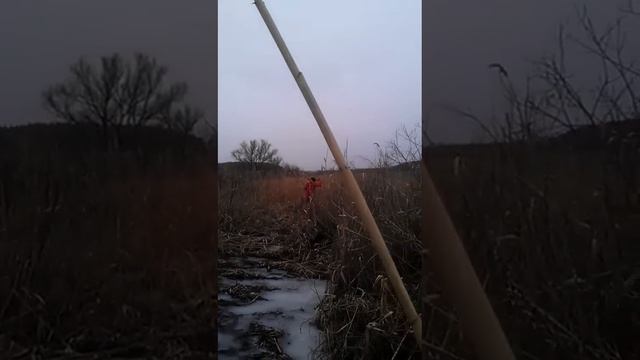 Насяльника уходит в кицевские болота смотреть онлайн