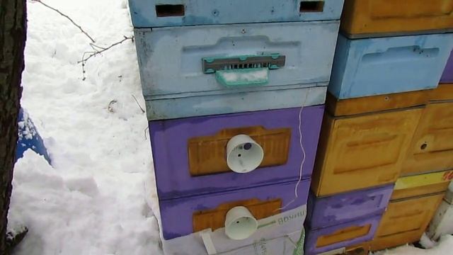 пчеловодство на ячейке 4,9 мм - часть 40, проблемы зимовки с открытым сетчатым дном смотреть онлайн
