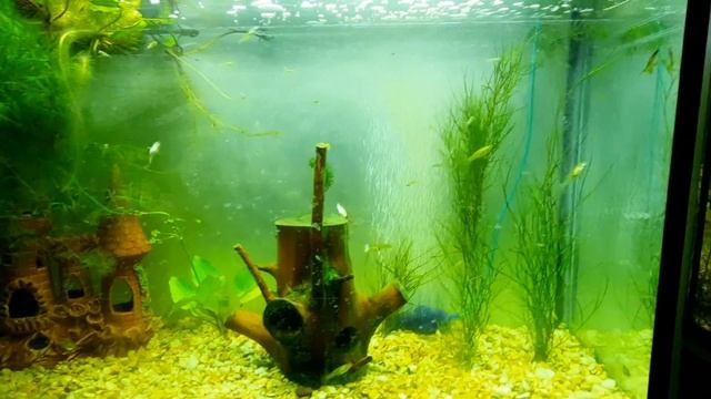 речные растения в аквариуме смотреть онлайн