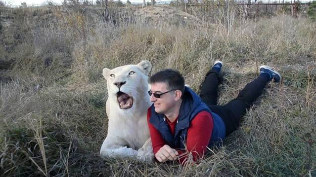 Вожак львов Чук принимает солнечные ванны ! Львица Герда показывает места для поцелуев ! смотреть онлайн