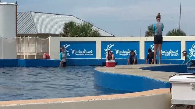 We visited Marineland to swim with Dolphins!! смотреть онлайн