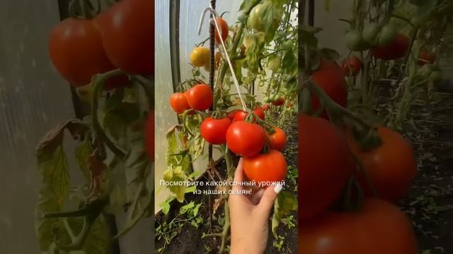 Шикарный урожай из семян от Усадьба-Семенаusadba-semena.ru