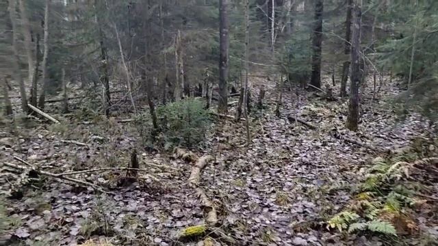 За грибами в начале ноября. Какие грибы есть в лесу? смотреть онлайн