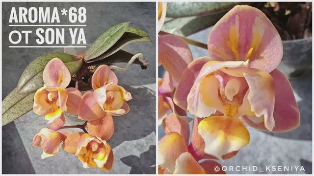 Phal. Aroma 68 от садовника Son Ya 🌸 Ароматная малышка орхидея в мутации пелор | Первое цветение смотреть онлайн