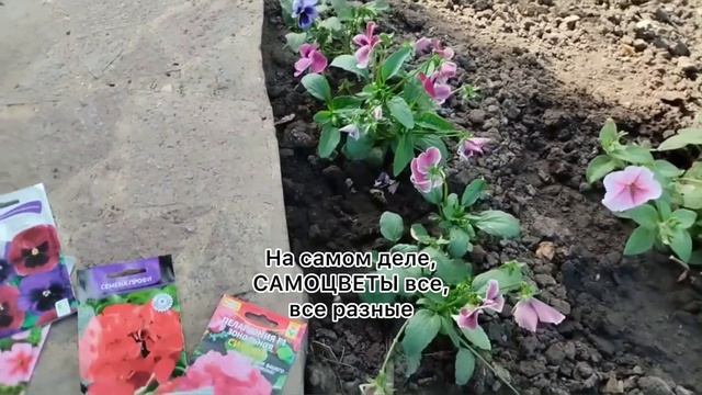 Великолепные анютины глазки и ампельная петуния в ОГобзор Таисии Георгиевны | Usadba-semena.ru