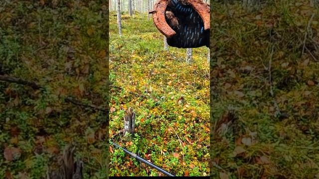 Сигнал в лесу #металлоискатель смотреть онлайн